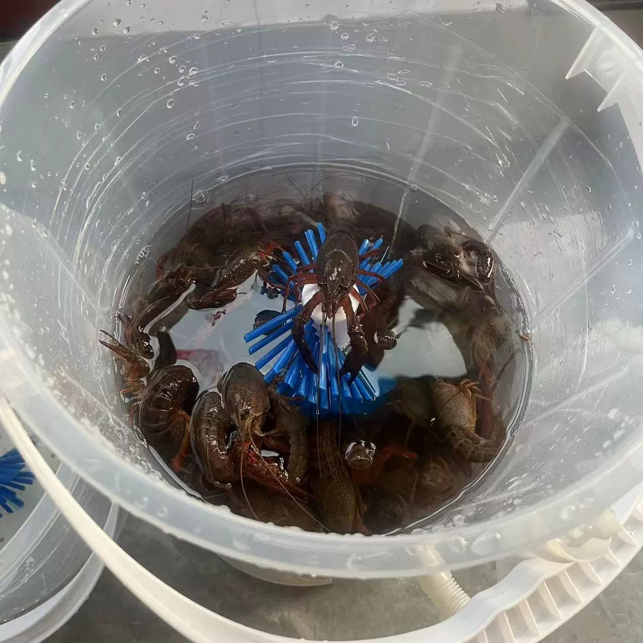 전복 세척기 랍스터 클리너 씻는 바지락 중형 수산물 랍스터 세척기 세척 가능 보증 - 상세 이미지 5
