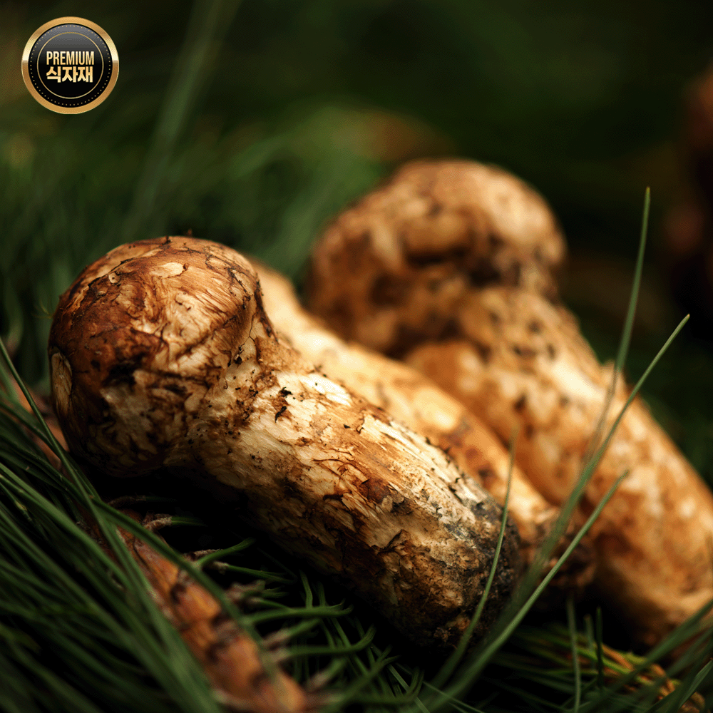 [대용량]순솔 자연산 송이버섯 1kg 대용량 프리미엄