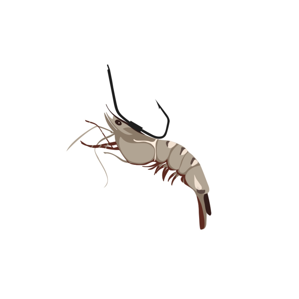 백경 신개념 생새우 외수질바늘 생미끼채비 새우머리고정 18호, 실버 - 상세 이미지 2