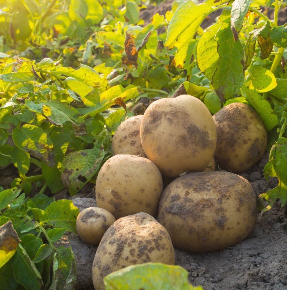 분감자 강원도 두백감자 햇감자 분나는 쪄먹는 분질 포슬감자 한박스 고랭지 특, 5kg, 1개