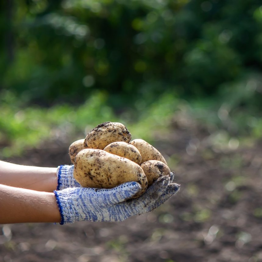 분감자 강원도 두백감자 햇감자 분나는 쪄먹는 분질 포슬감자 한박스 고랭지 왕특, 2kg, 1개