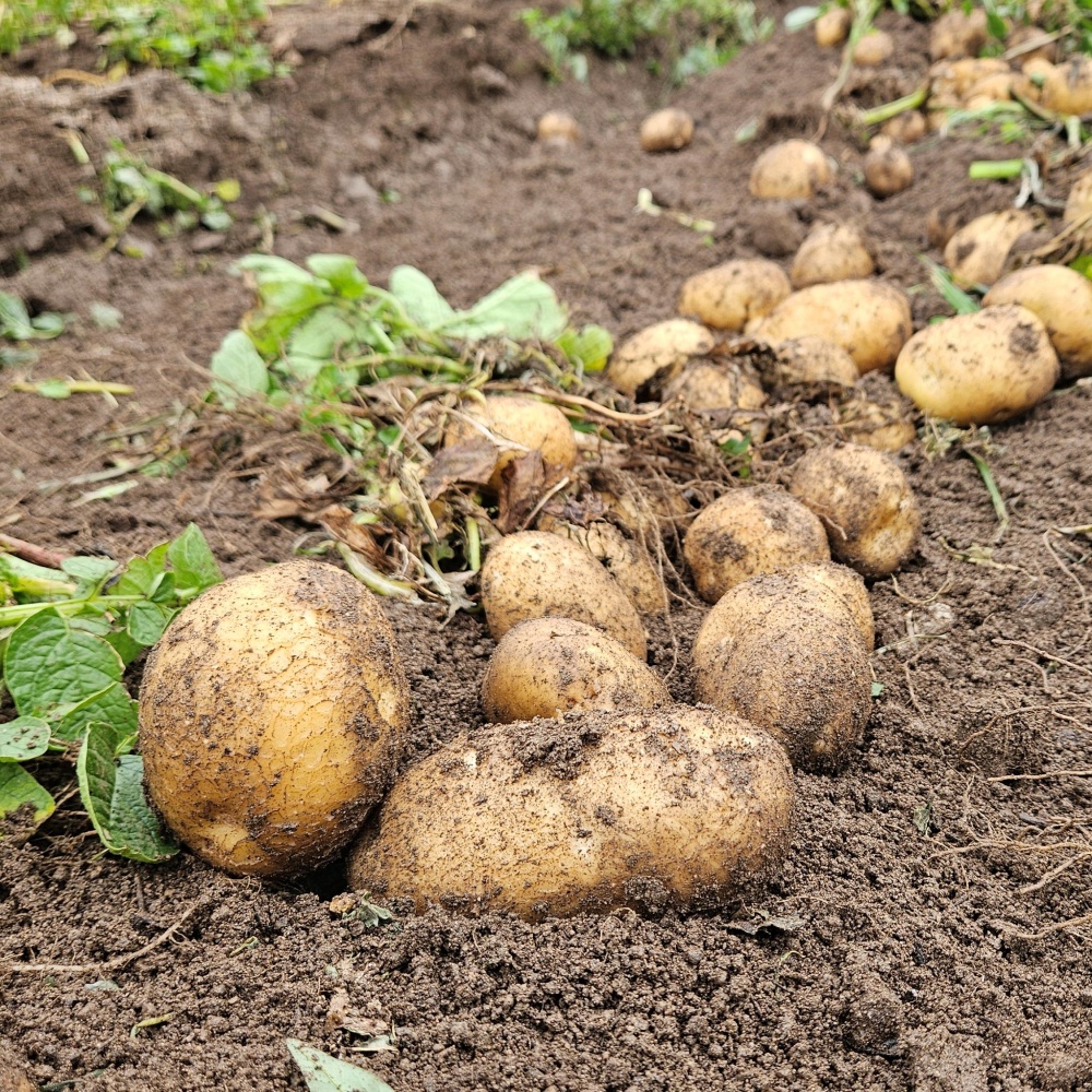 분감자 강원도 두백감자 햇감자 분나는 쪄먹는 분질 포슬감자 한박스 고랭지 대, 3kg, 1개