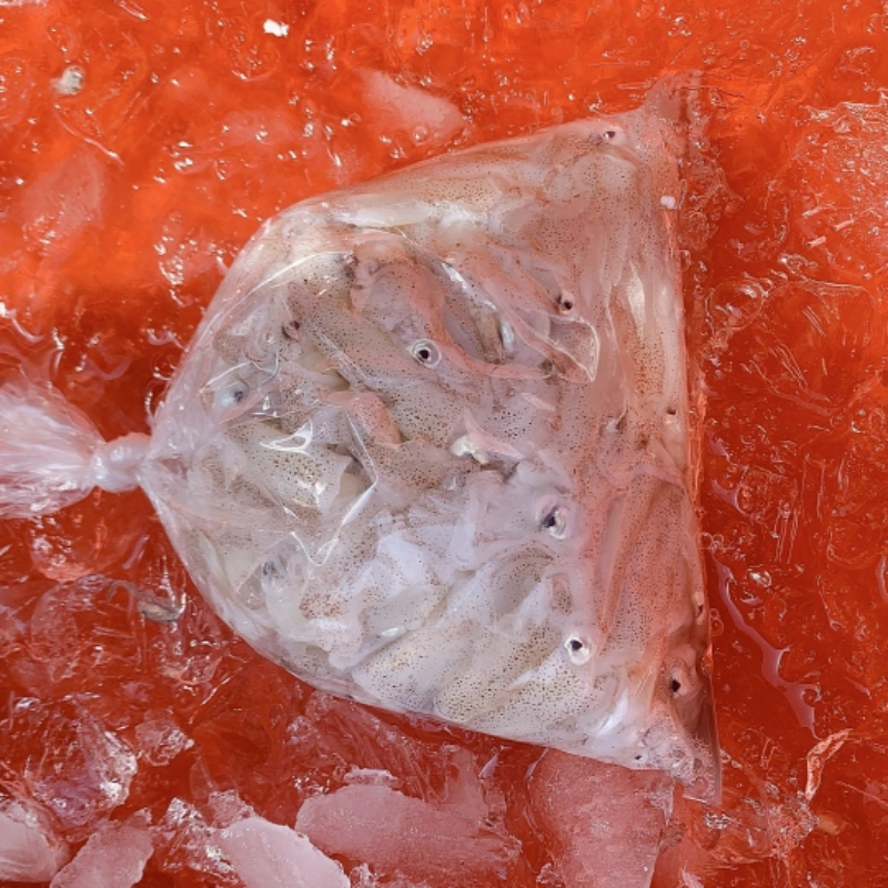 급냉 호래기 500g 50미-80미 내외 [군산창고] - 상세 이미지 4
