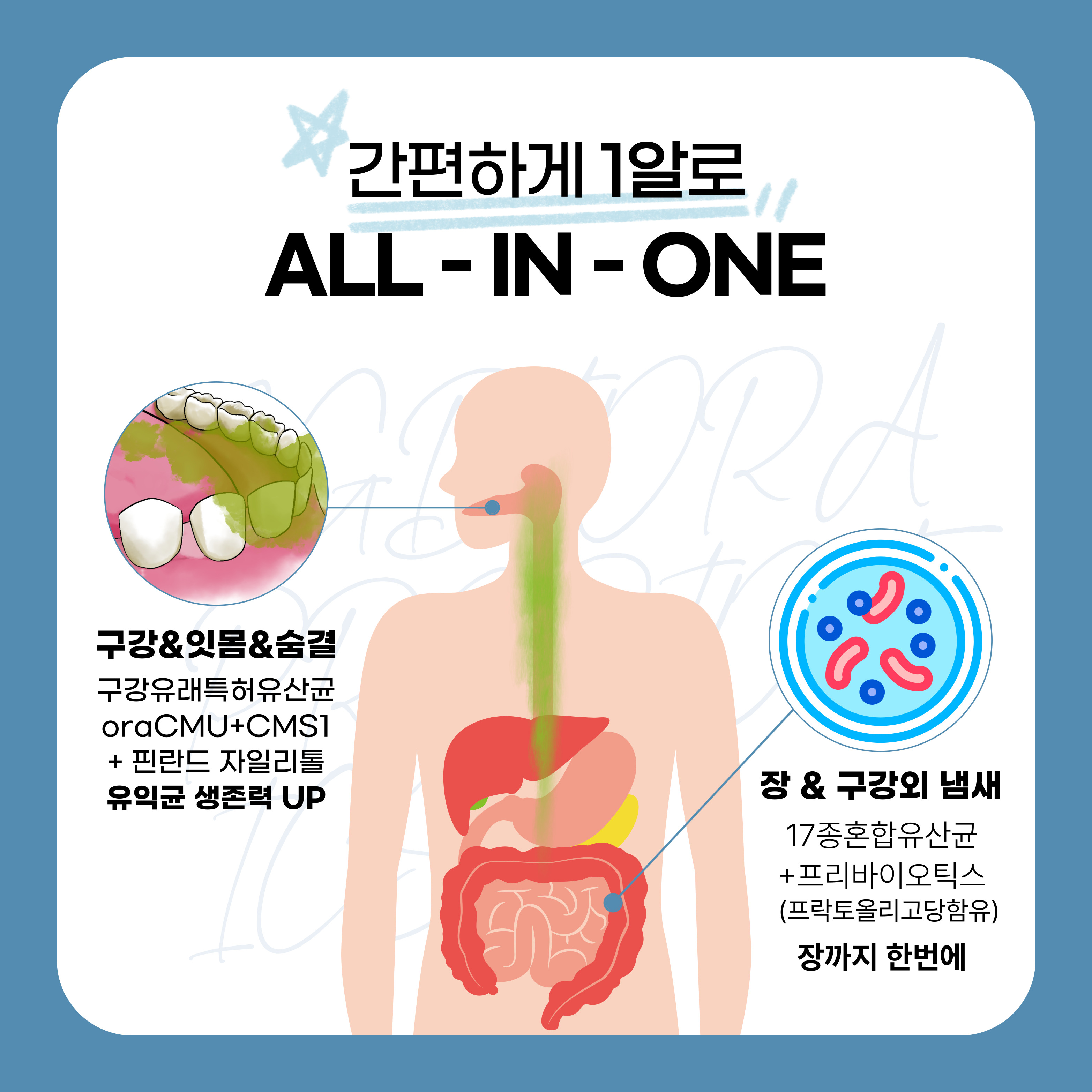 [치과원장개발] 이지비오랄 구강유산균CMU 잇몸 특허 OraCMU CMS1 자일리톨 치아 30정, 1개 - 상세 이미지 5