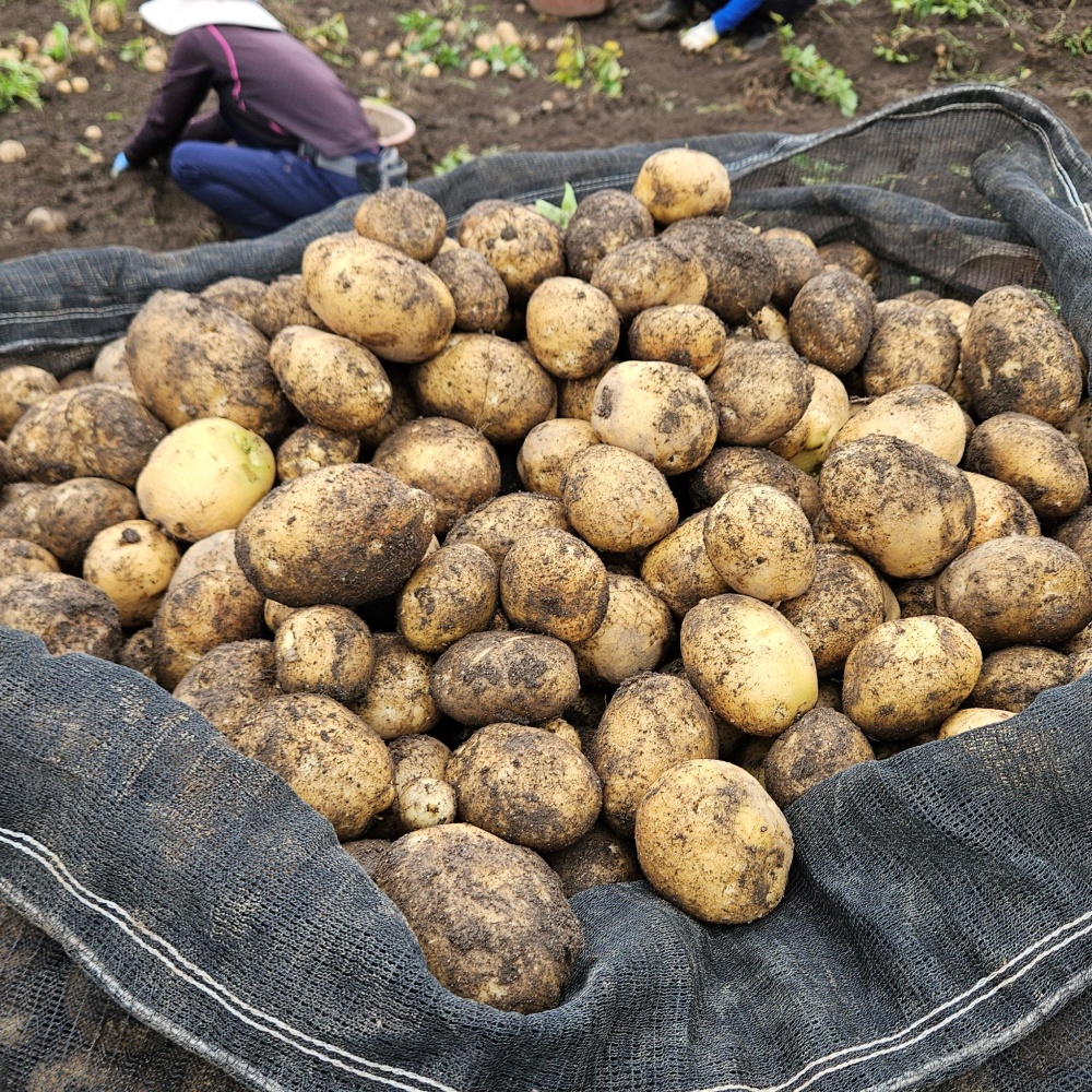 분감자 강원도 두백감자 햇감자 분나는 쪄먹는 분질 포슬감자 한박스 고랭지 대, 2kg, 1개