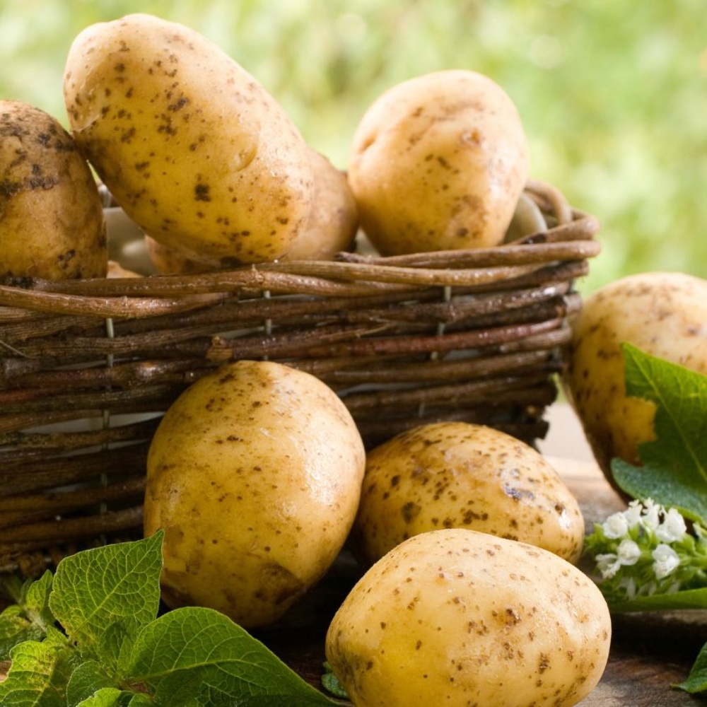 분감자 강원도 두백감자 햇감자 분나는 쪄먹는 분질 포슬감자 한박스 고랭지 왕특, 3kg, 1개