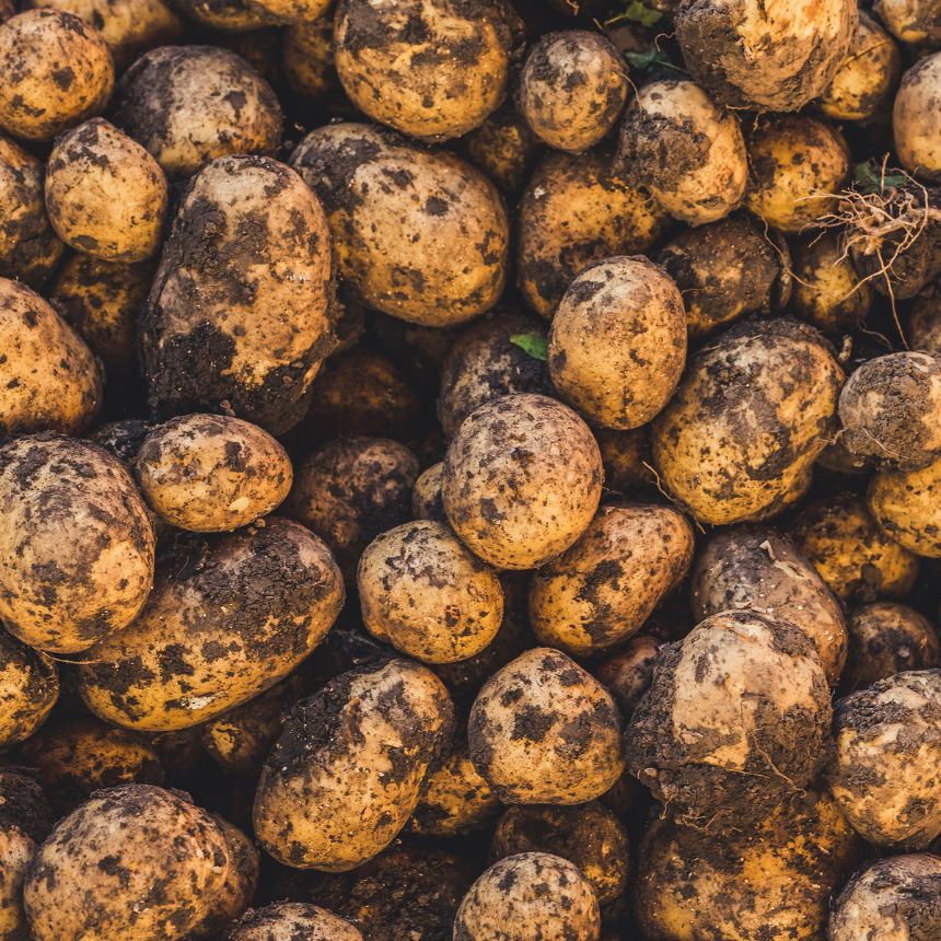 분감자 강원도 두백감자 햇감자 분나는 쪄먹는 분질 포슬감자 한박스 고랭지 대, 5kg, 1개