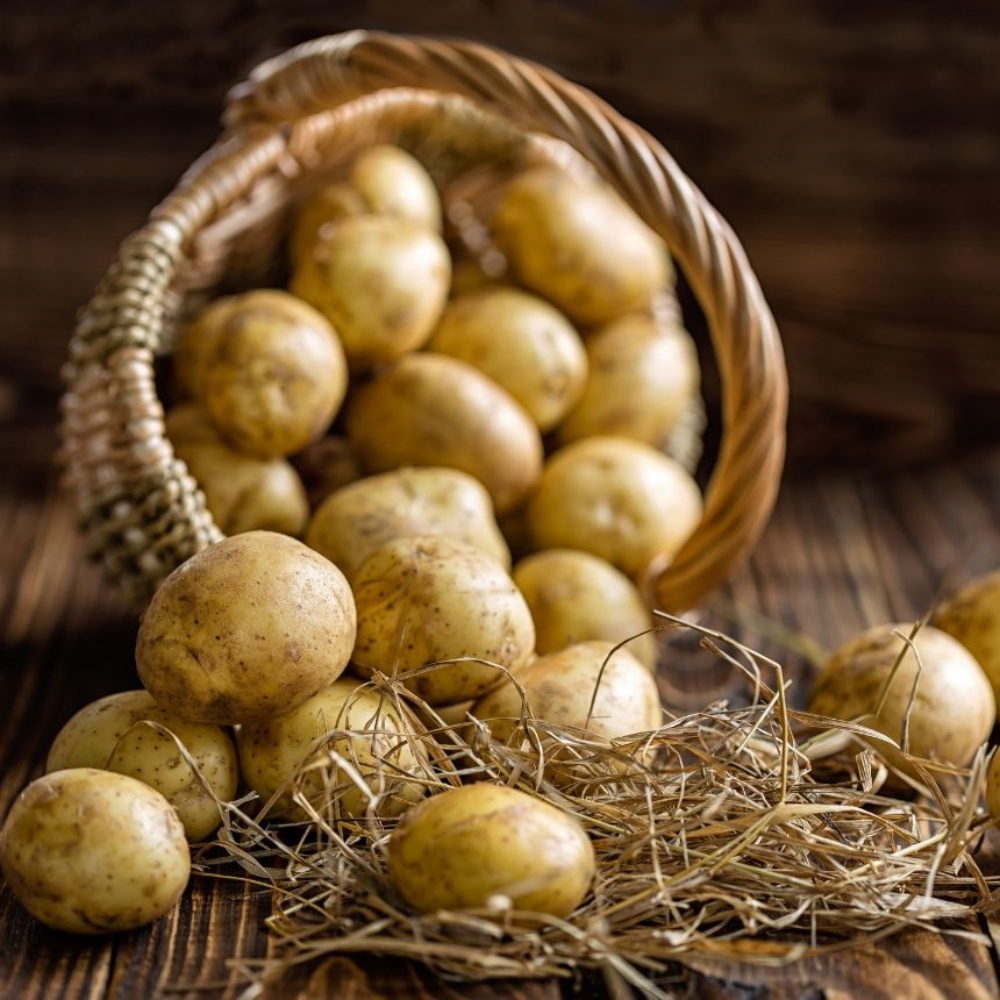 분감자 강원도 두백감자 햇감자 분나는 쪄먹는 분질 포슬감자 한박스 고랭지 대, 10kg, 1개