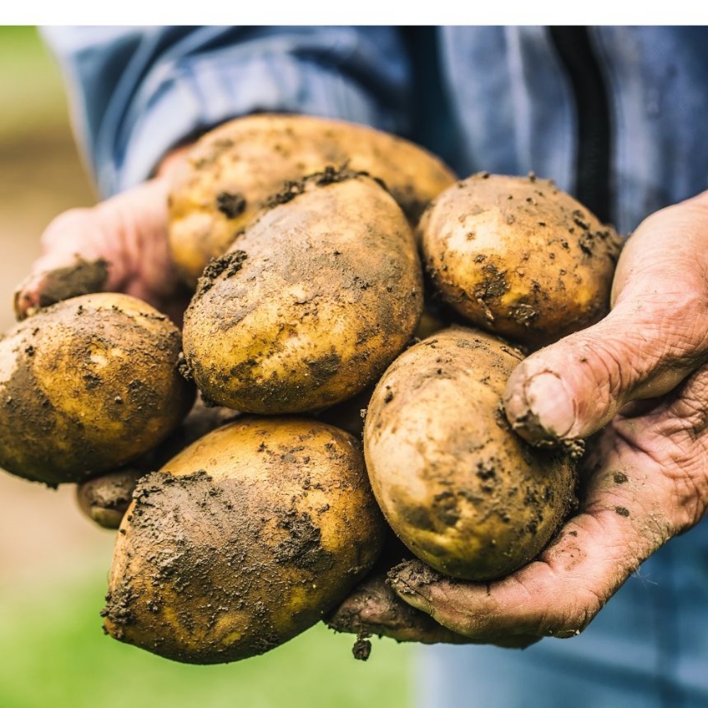 분감자 강원도 두백감자 햇감자 분나는 쪄먹는 분질 포슬감자 한박스 고랭지 왕특, 10kg, 1개