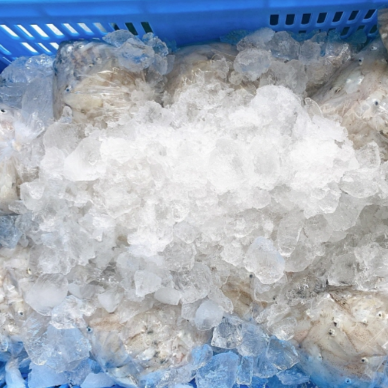 급냉 호래기 500g 50미-80미 내외 [군산창고] - 상세 이미지 2