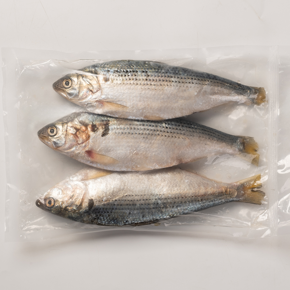 국내산 제철 전어 500g 전어회 구이용 - 상세 이미지 2