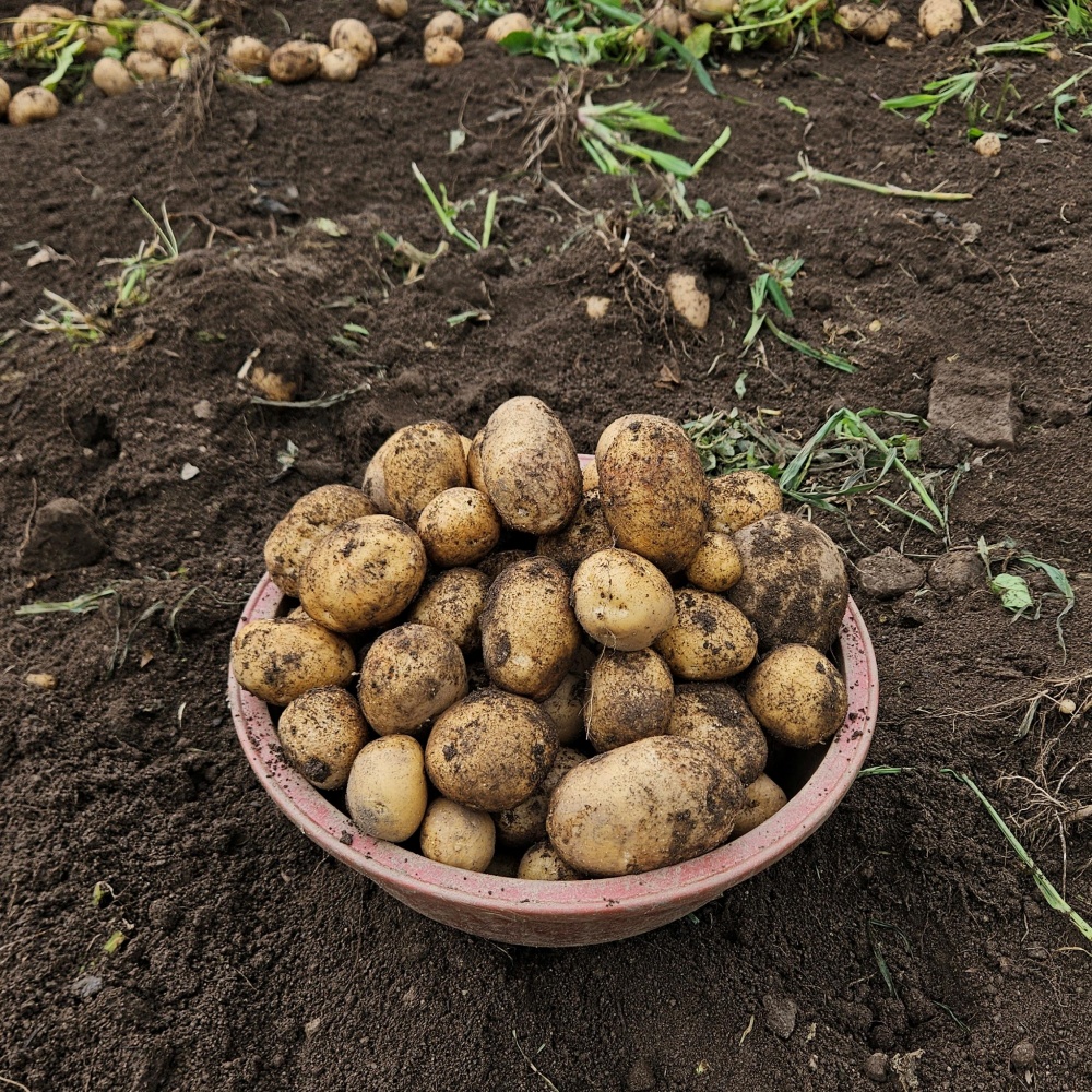 분감자 강원도 두백감자 햇감자 분나는 쪄먹는 분질 포슬감자 한박스 고랭지 특, 2kg, 1개