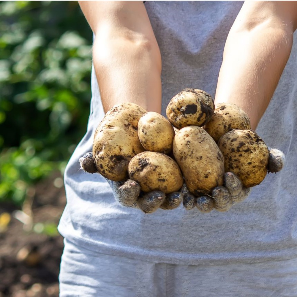 분감자 강원도 두백감자 햇감자 분나는 쪄먹는 분질 포슬감자 한박스 고랭지 왕특, 5kg, 1개