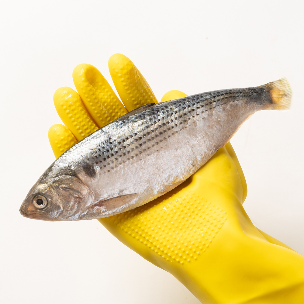 국내산 제철 전어 500g 전어회 구이용