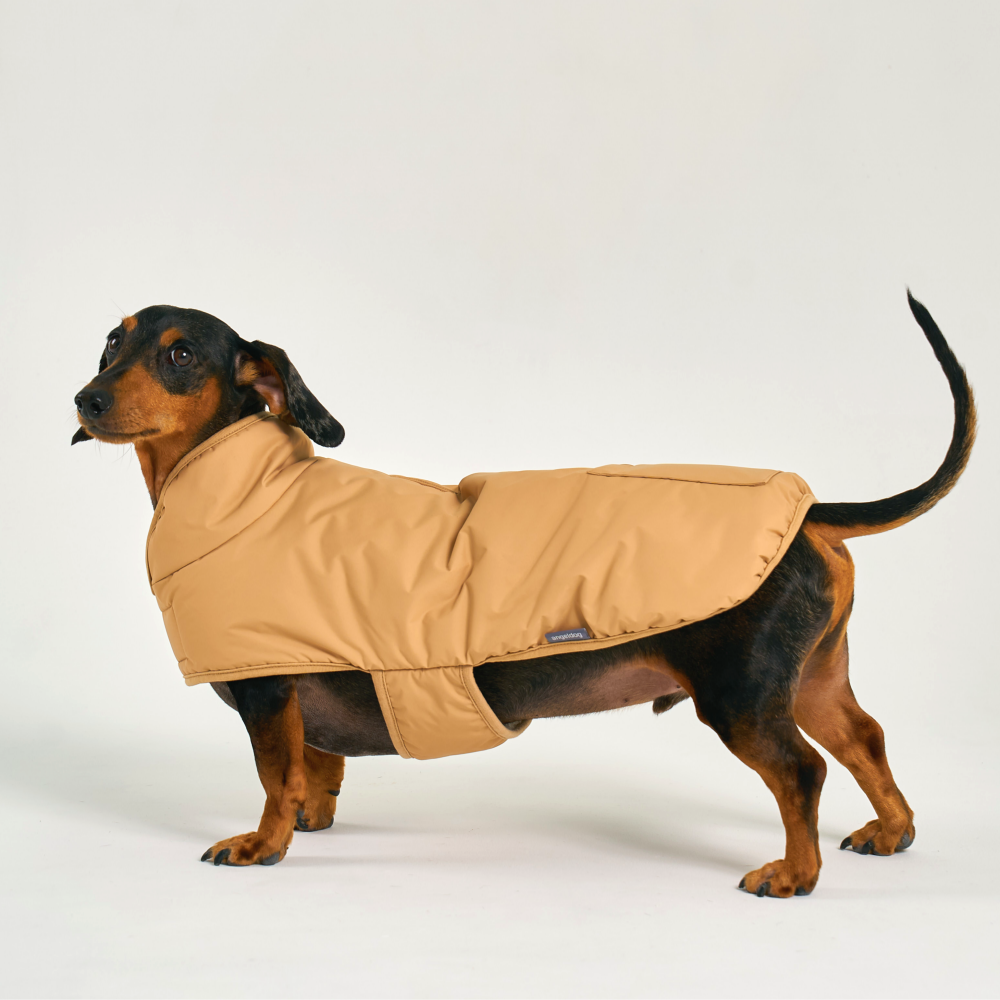 엔젤도그 강아지 패딩 개따뜨텍 숏패딩 겨울옷s