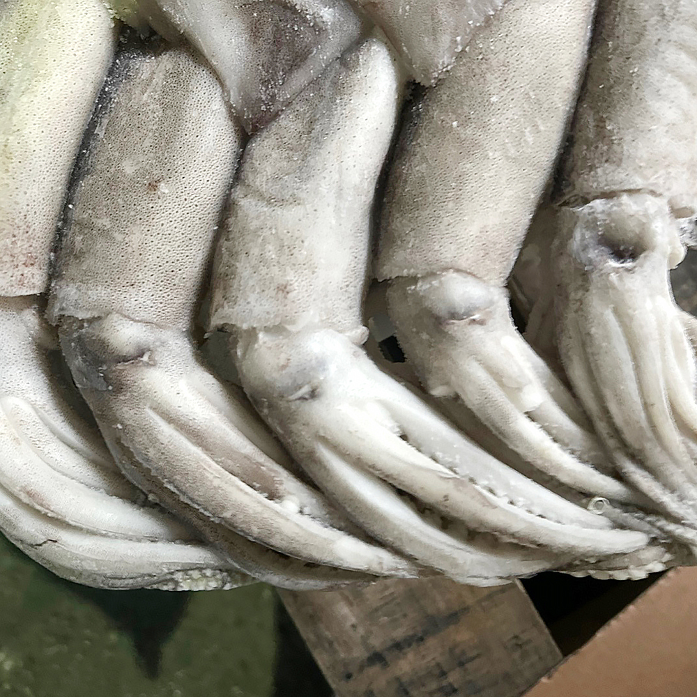 냉동오징어 15kg 9미 10미 베이트 육동오징어 통오징어 업소용 - 상세 이미지 4