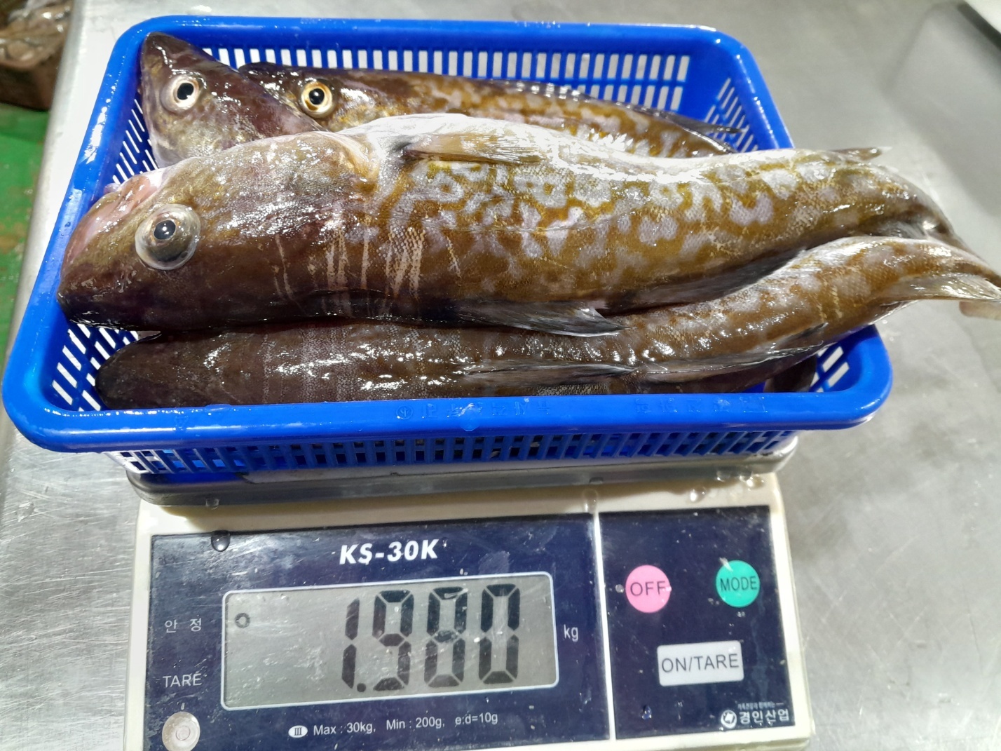 수라한상 산지식송 손질 탕 지리 생물 급냉 알 뽈찜 생선 대구 - 상세 이미지 4