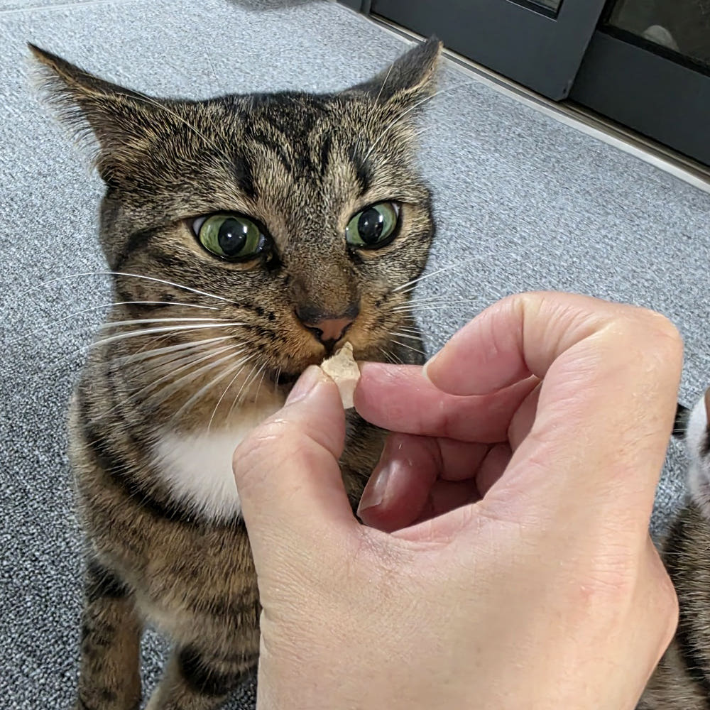 [국내산] 묘생묘미 고양이트릿 동결건조간식 닭가슴살, 130g, 1개 이미지 3