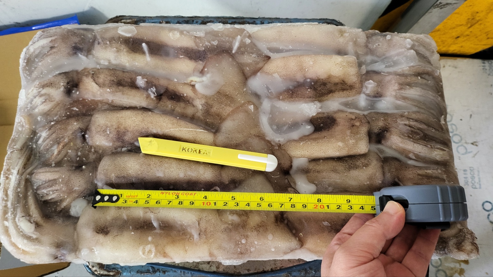 냉동오징어 15kg 9미 10미 베이트 육동오징어 통오징어 업소용 - 상세 이미지 5