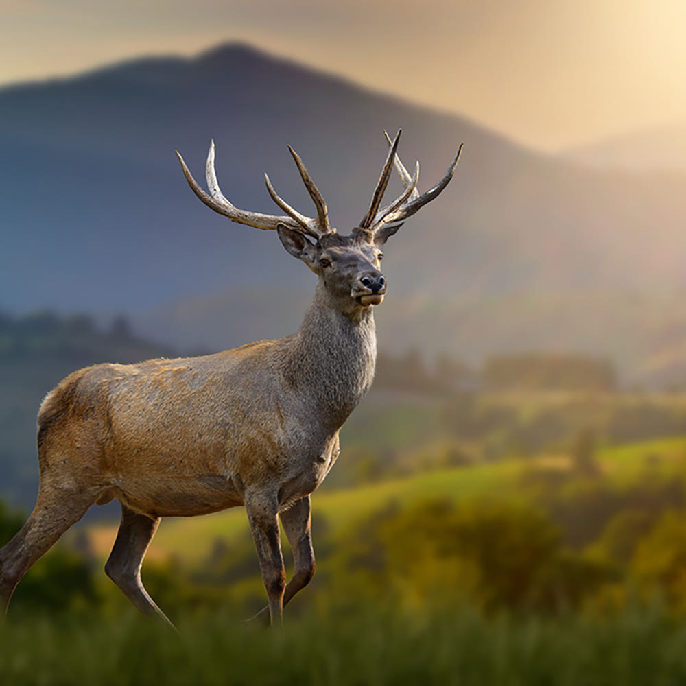 제품 패키지 상세