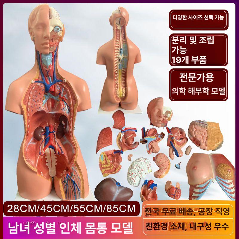 인체해부학 몸통 모형 실습 기관 교육 전신 인체 내장 의학 85cm 양성 체형 - 상세 이미지 2