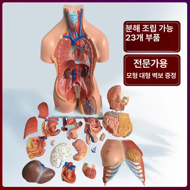 인체해부학 몸통 모형 실습 기관 교육 전신 인체 내장 의학 85cm 양성 체형 - 상세 이미지 5