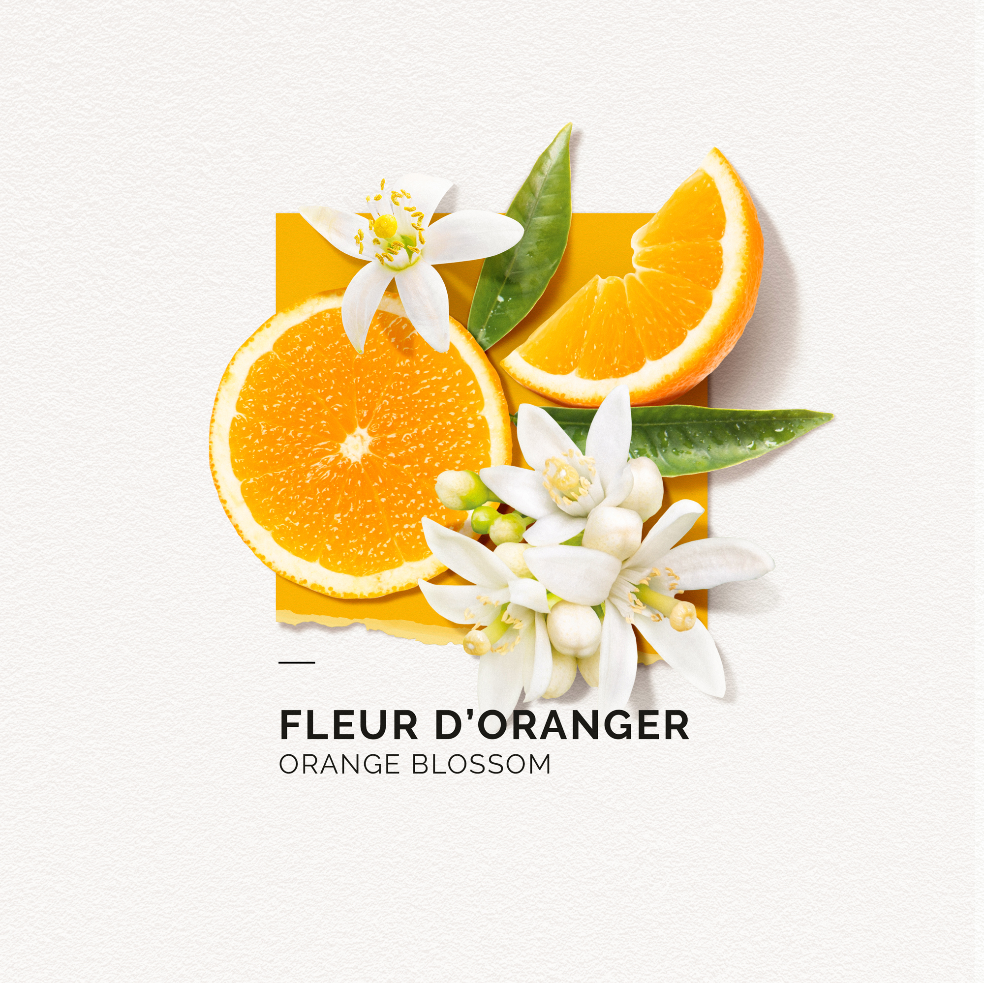 솔리노트 오렌지 블라썸 50ml 오 드 퍼퓸 EDP 남성향수 여성향수 이미지 6