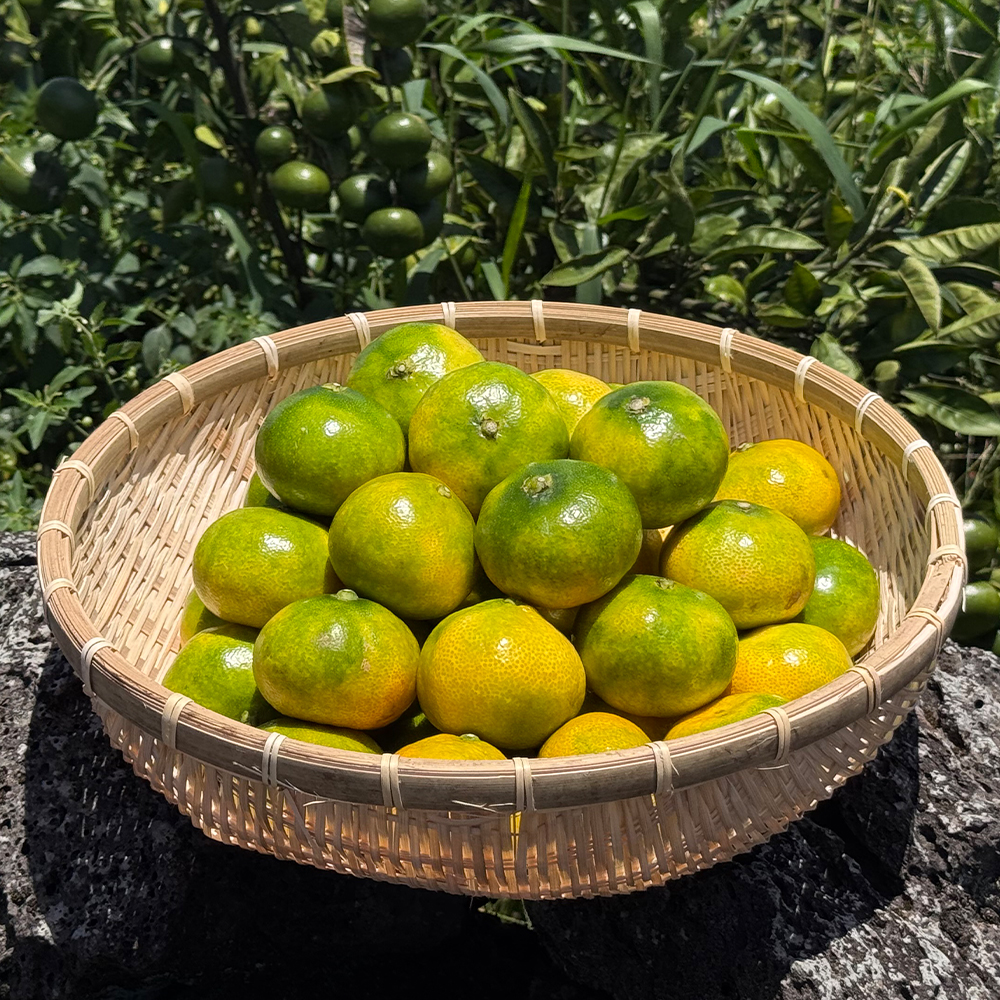 제주 하우스감귤 로얄과 1.5kg 2.5kg 4.5kg - 상품 이미지