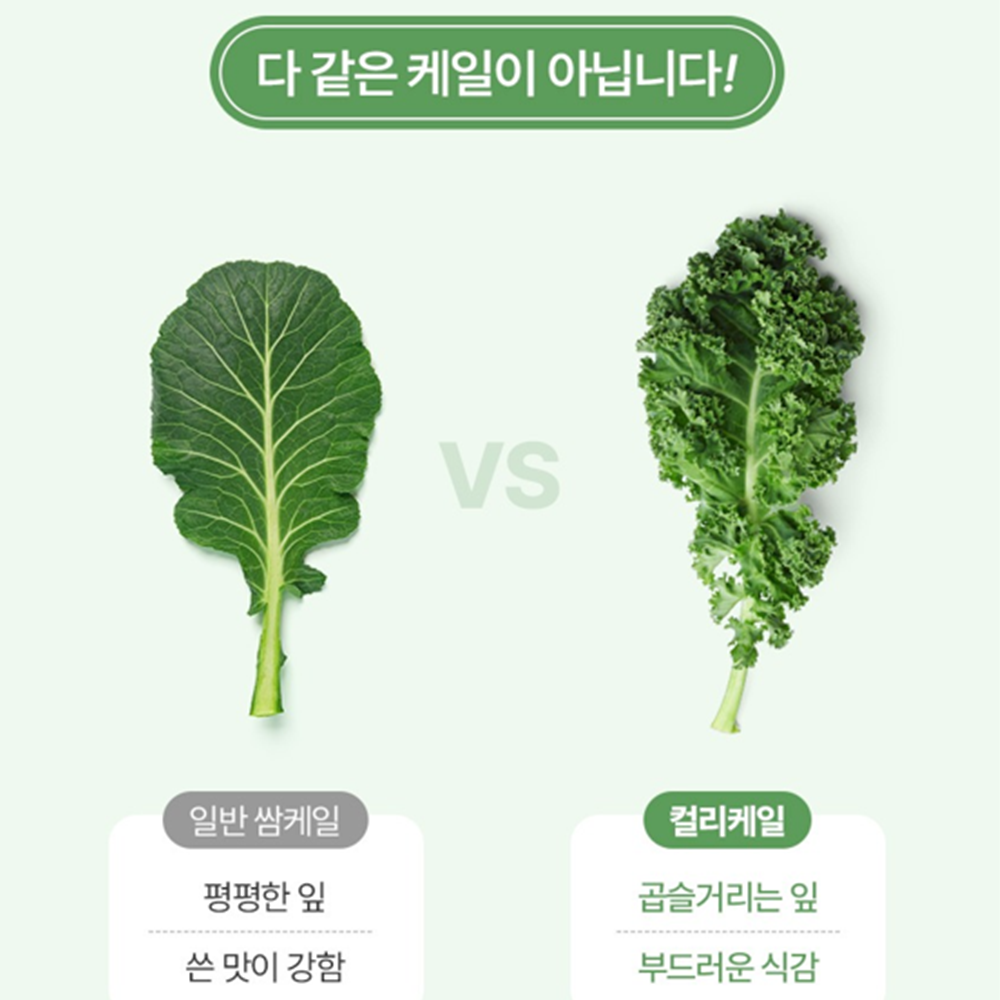 참굿즈 동결건조 곱슬 컬리 케일 분말 가루 100% 120g 3통 글루코시놀레이트 미국산 - 상세 이미지 5