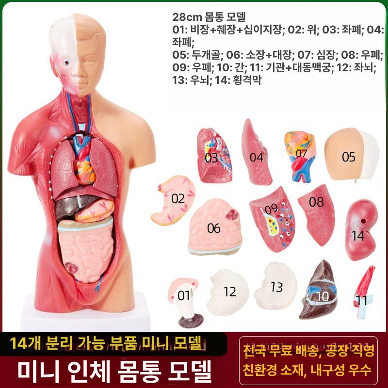 인체해부학 몸통 모형 실습 기관 교육 전신 인체 내장 의학 85cm 양성 체형 - 상세 이미지 3