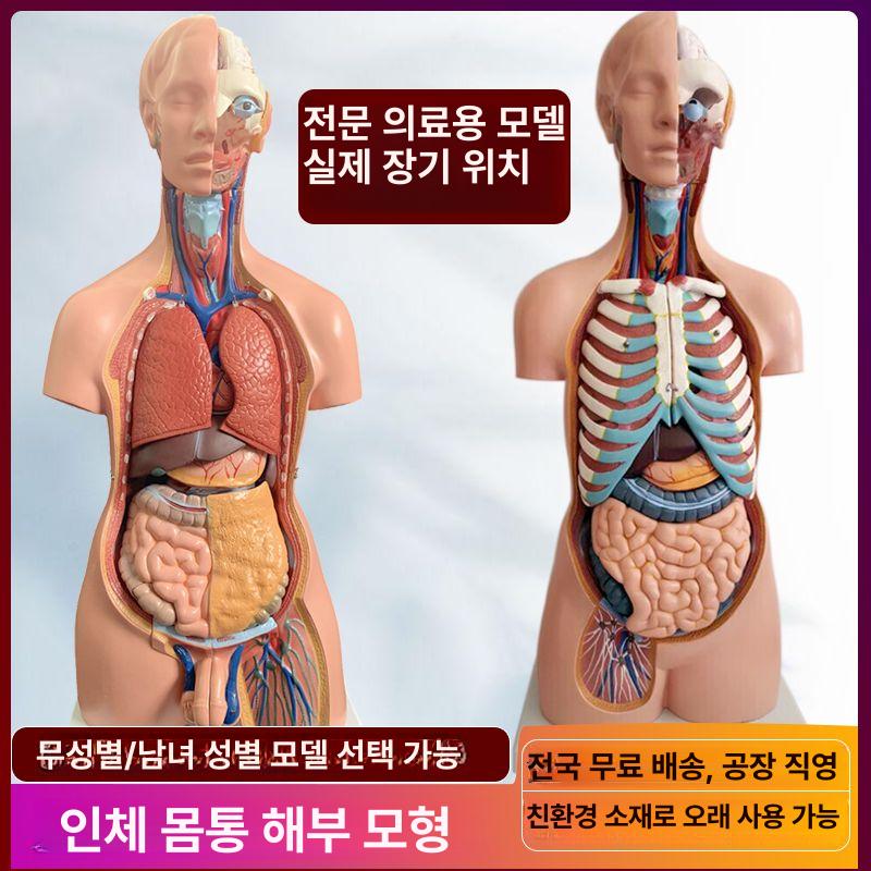 인체해부학 몸통 모형 실습 기관 교육 전신 인체 내장 의학 85cm 양성 체형 - 상세 이미지 4