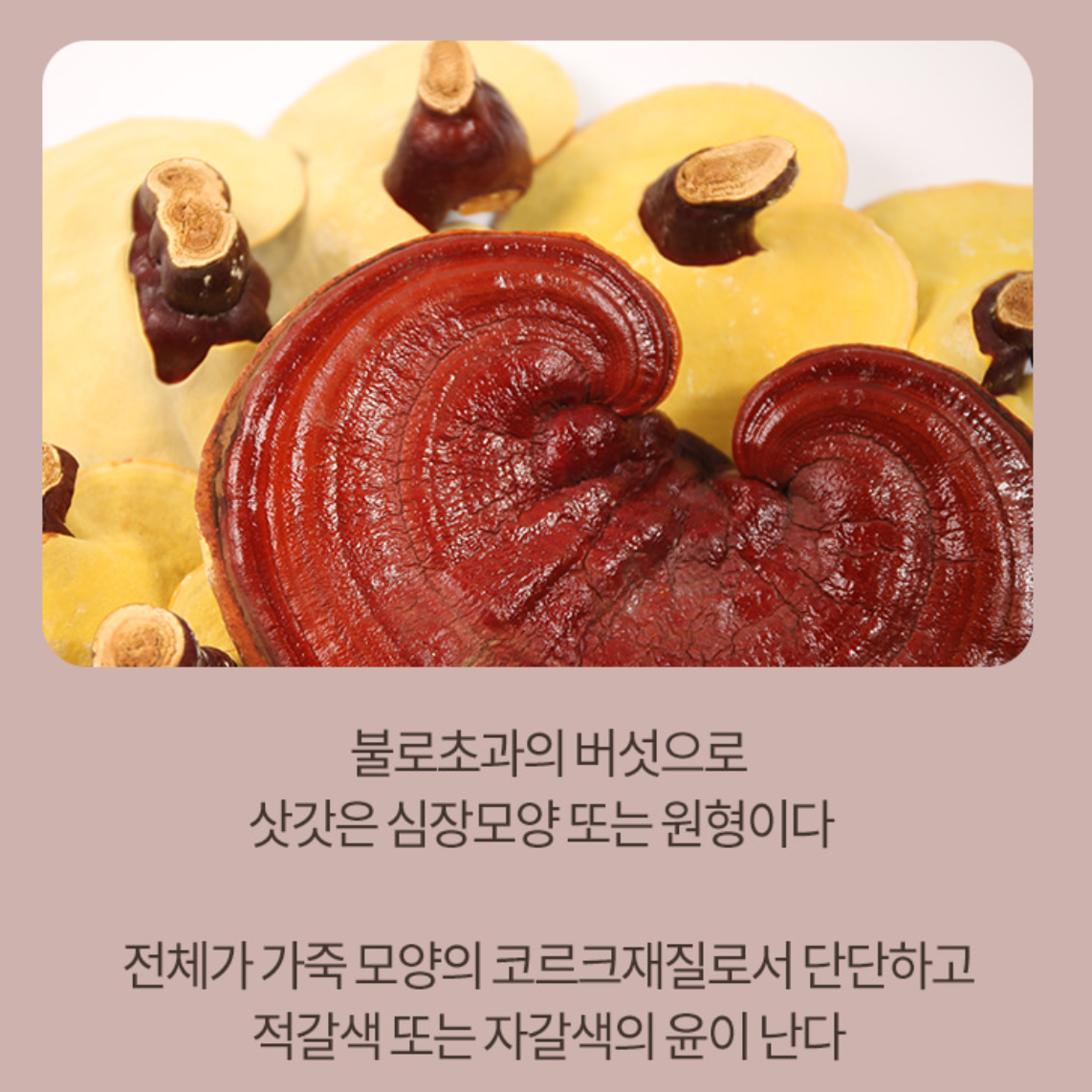 국산 영지버섯 효능 통영지 국내산 자연산 영지버섯 500g - 상세 이미지 3