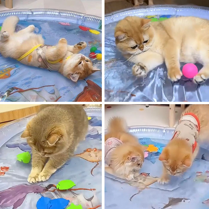 고양이 사냥매트 물놀이 워터매트 고양이 장난감매트 - 메인 이미지
