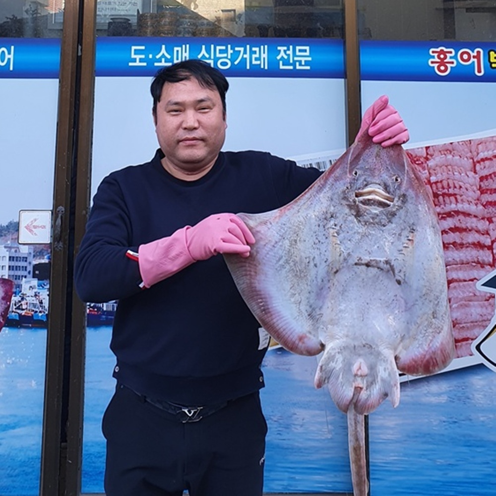 국내산 목포 삭힌 참홍어 회 무침 용 택배 이미지 7