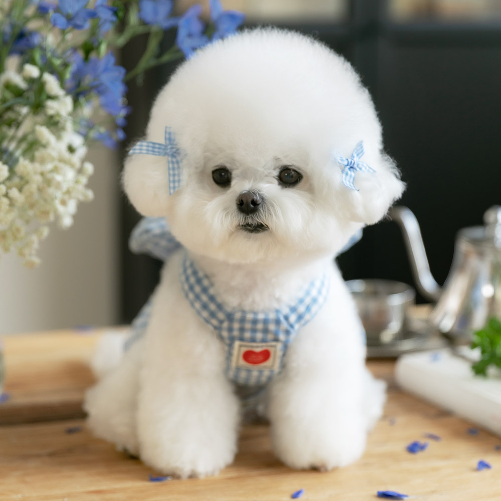 강아지 하네스옷 소형견 하네스 가슴줄 리보네