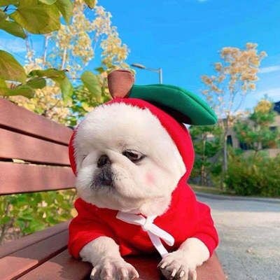 귀여운 과일 강아지 후드티 폴리스 반려견 산책 옷 - 상세 이미지 3