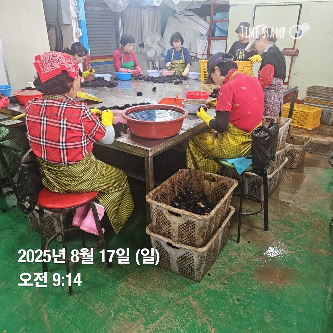 생산자 직송 국내산 생물 보라성게 우니 성게알 200g, 1개 - 상세 이미지 2