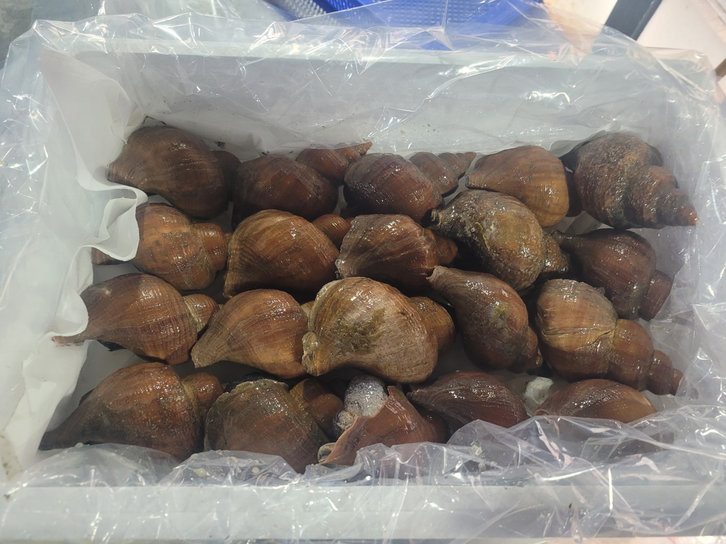 동해안 포항 대나발소라 1kg 대나발고동 명주매물고둥 심해고동 자숙 숙회 - 상세 이미지 5