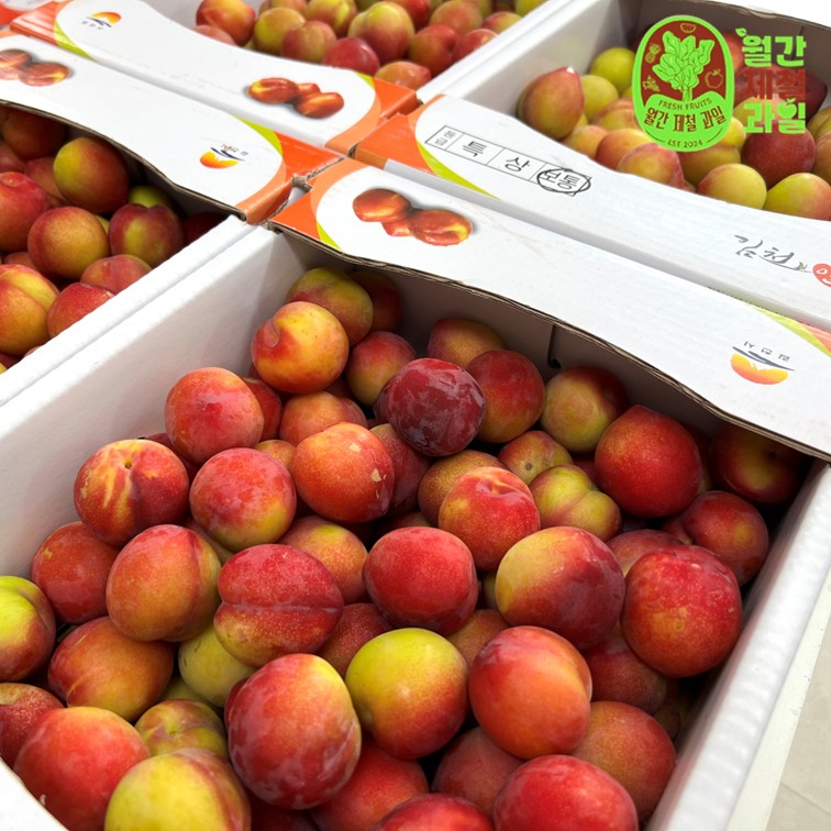 왕자두 큰 도담자두 포모사 솔담 피자두 체리자두 제철 대왕자두 1kg 5kg - 상세 이미지 3