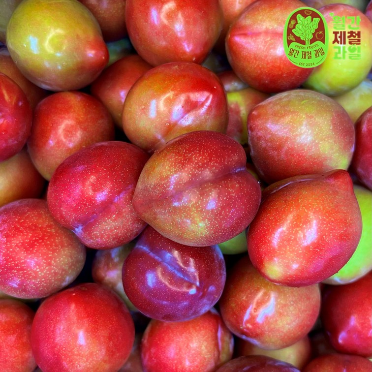 왕자두 큰 도담자두 포모사 솔담 피자두 체리자두 제철 대왕자두 1kg 5kg - 상세 이미지 4