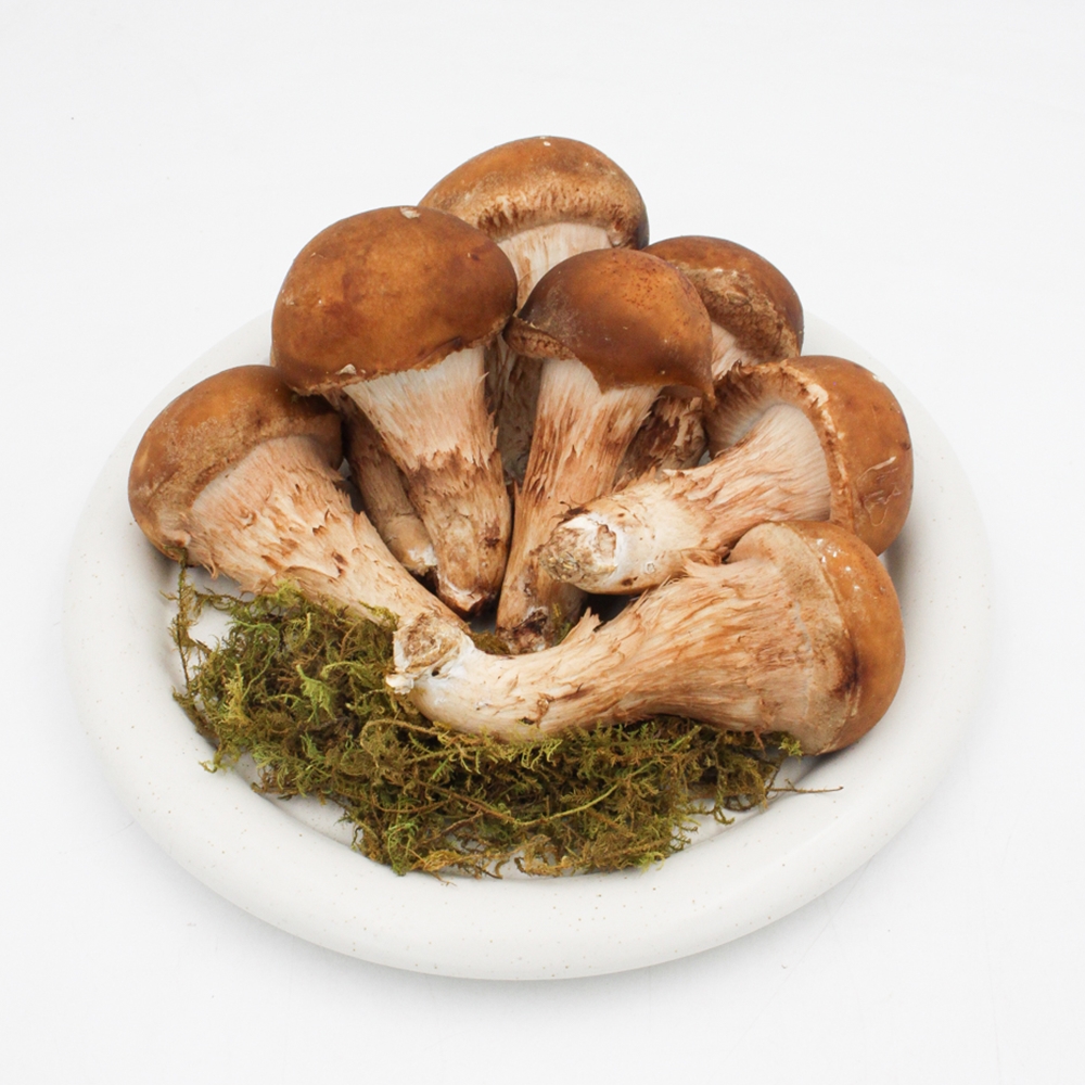 [힘찬열매] 국내산 무농약 참송이버섯 선물용 가정용 500g 1kg - 상세 이미지 3