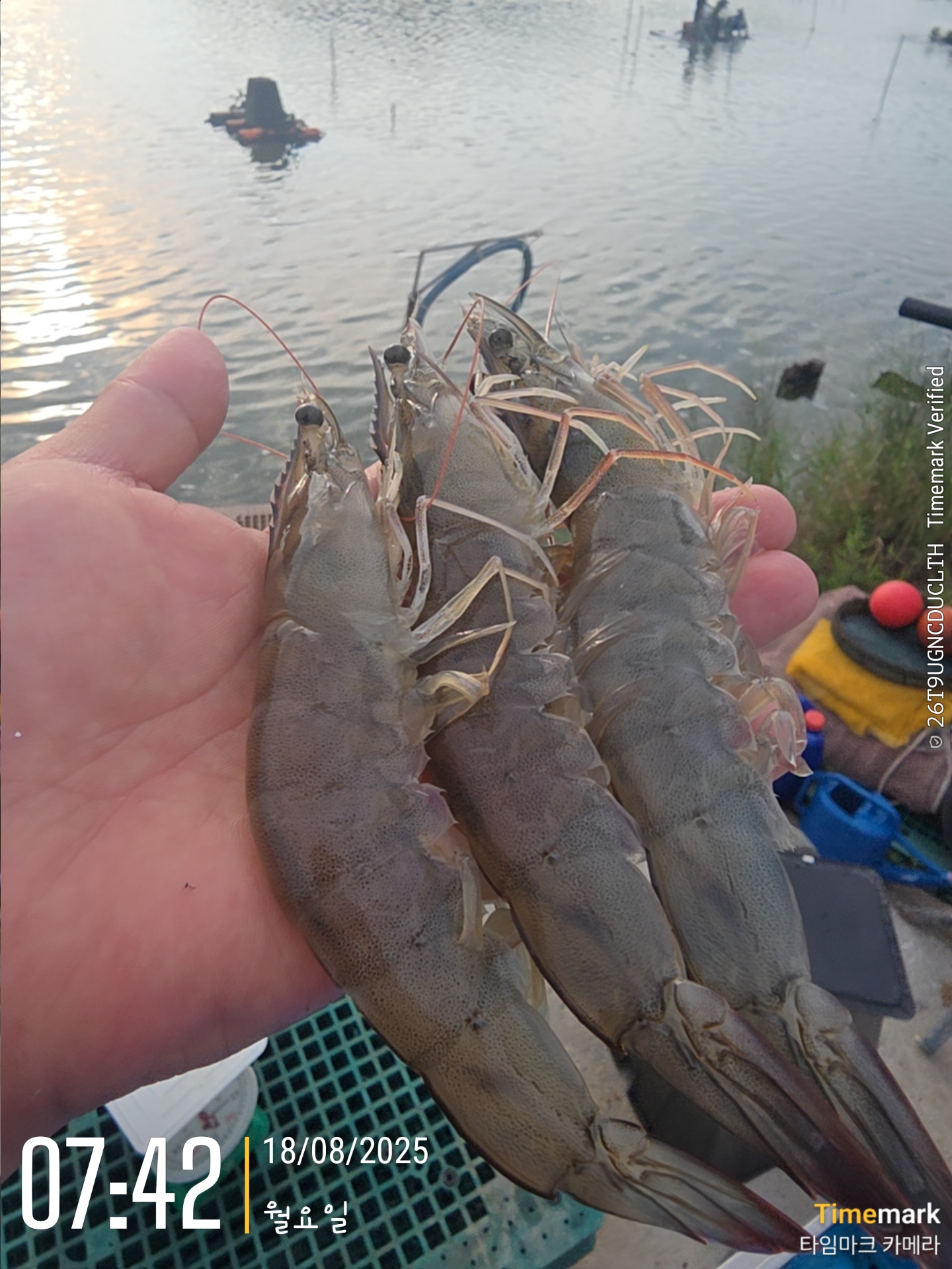 국내산 왕새우 1kg 30미 내외 흰다리새우 생물 왕새우 - 상세 이미지 2