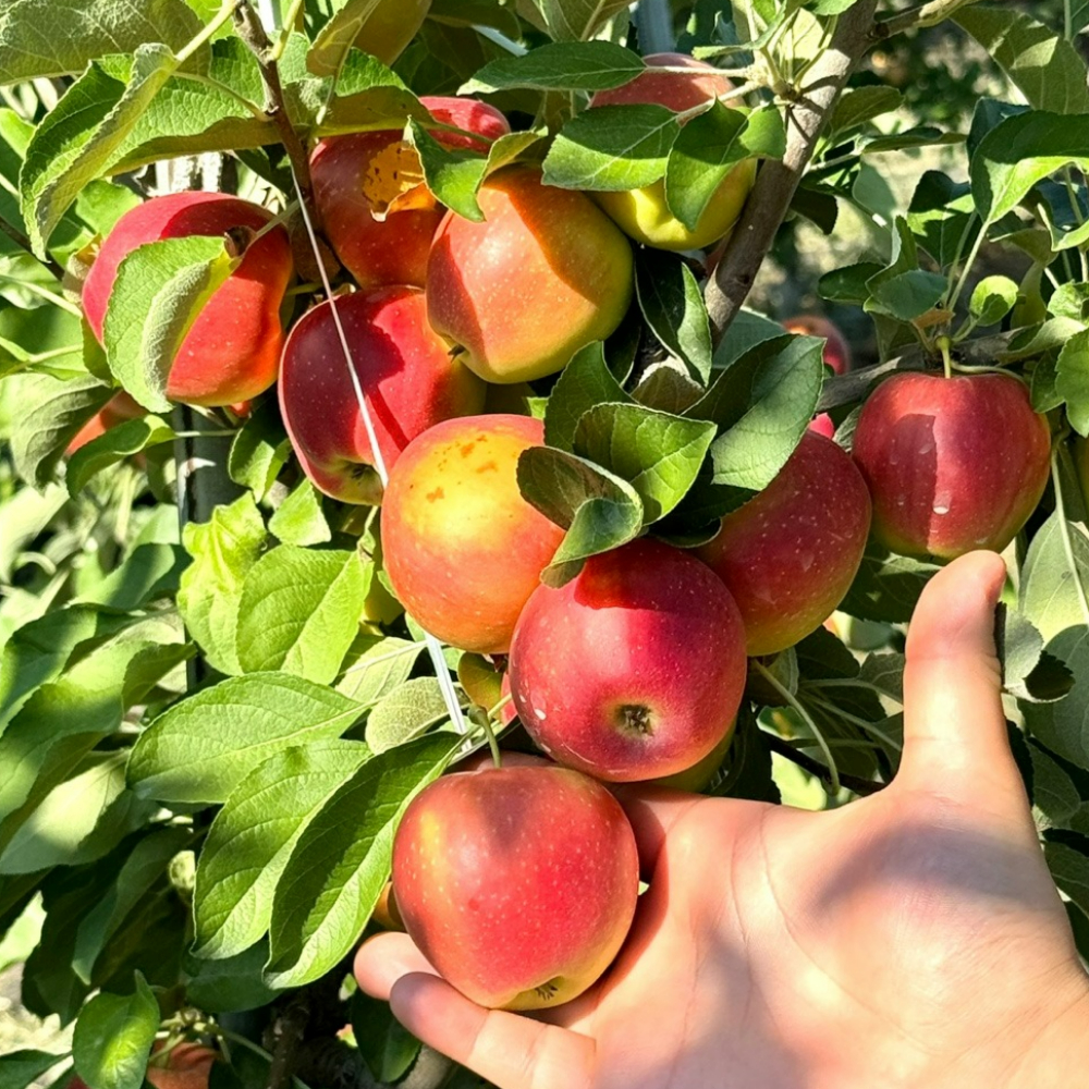 경북 홍로 꿀사과 햇사과 3kg 5kg 루비에스 미니사과 - 상세 이미지 5