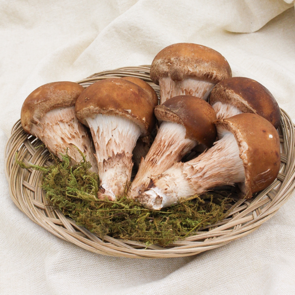 [힘찬열매] 국내산 무농약 참송이버섯 선물용 가정용 500g 1kg - 상세 이미지 4