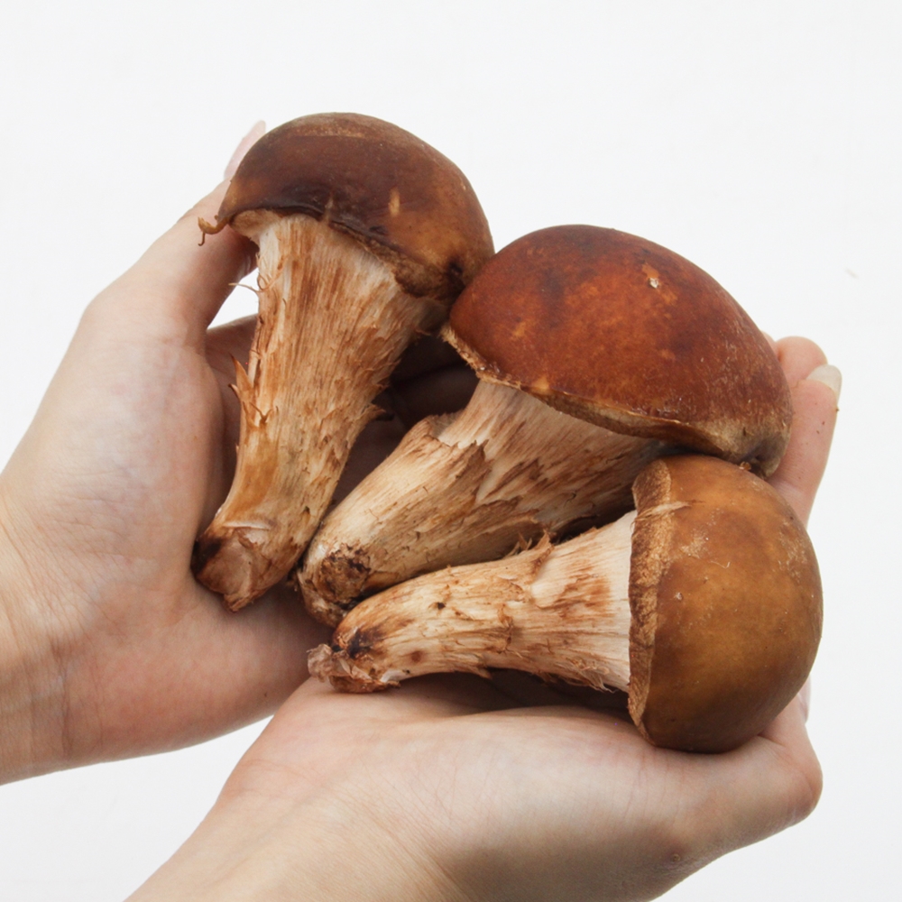 [힘찬열매] 국내산 무농약 참송이버섯 선물용 가정용 500g 1kg