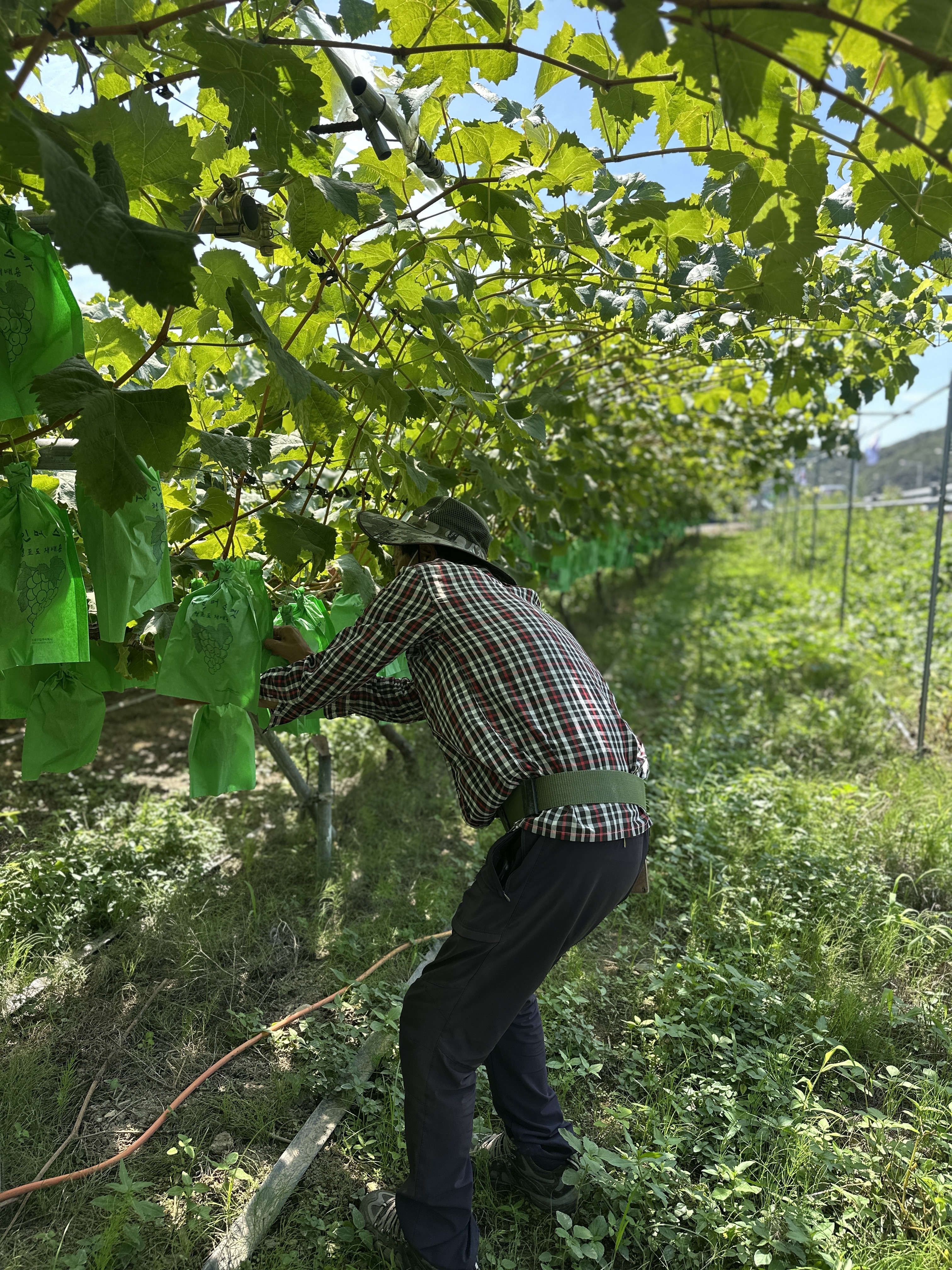 경북 영천 샤인머스켓 특품 선물용 산지직송 노지재배 망고포도 2kg 4kg - 상세 이미지 4