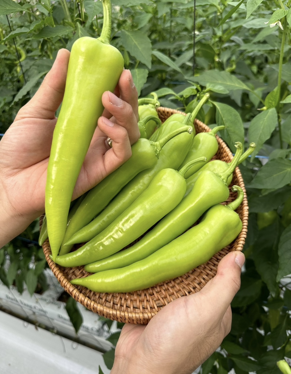 당조고추 티 페트 음료 5개 20개 1박스 / 못난이 고추 국산 당고추 당조절 도움 1kg 2kg 3kg 10kg / 추석선물세트 / 저당고추장 - 상세 이미지 2