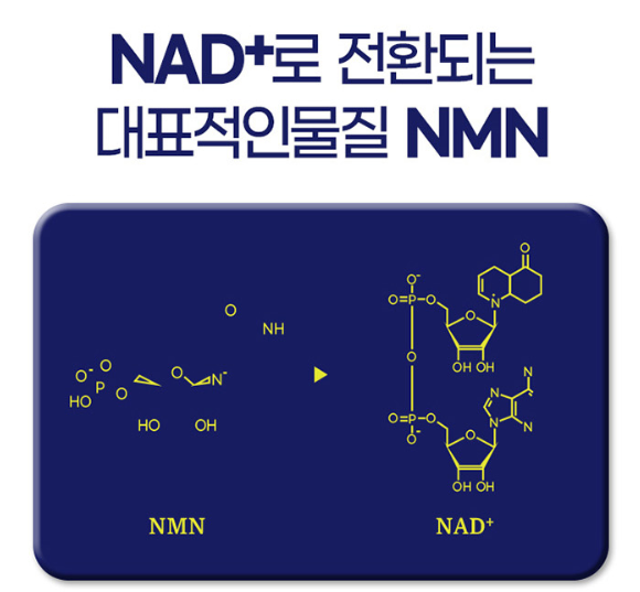 효모추출nmn 앤엠앤 MNM영양제 - 상세 이미지 4