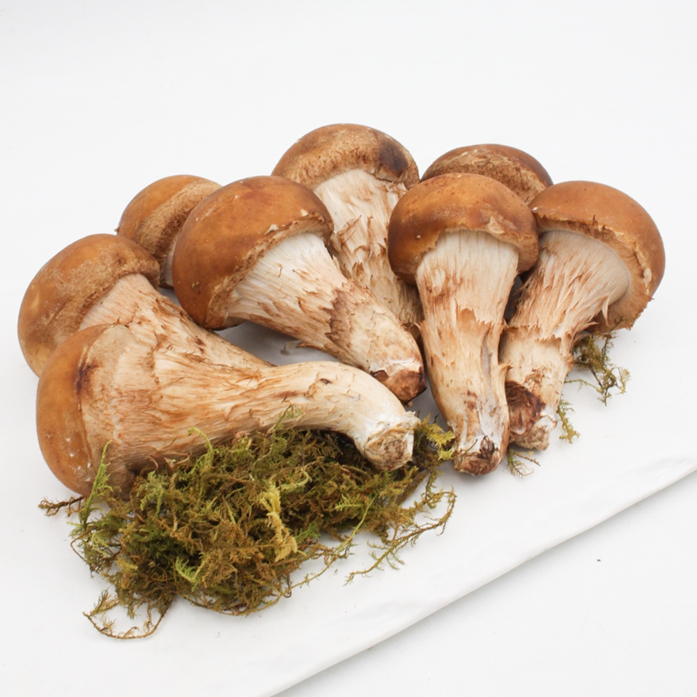 [힘찬열매] 국내산 무농약 참송이버섯 선물용 가정용 500g 1kg 이미지 6
