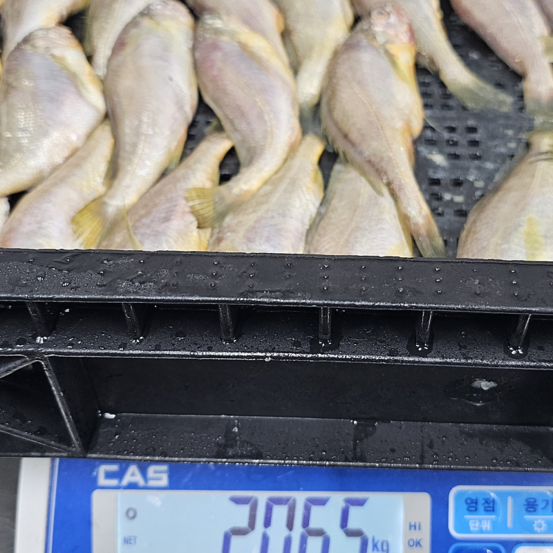 남도의 바다 향 담은 귀한 생선 생물 급냉 참조기 2kg 30미 내외 - 상세 이미지 4